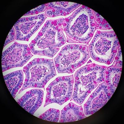 显微镜下看到的犬小肠