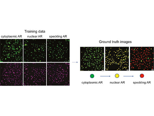 cellSensを用いた画像解析