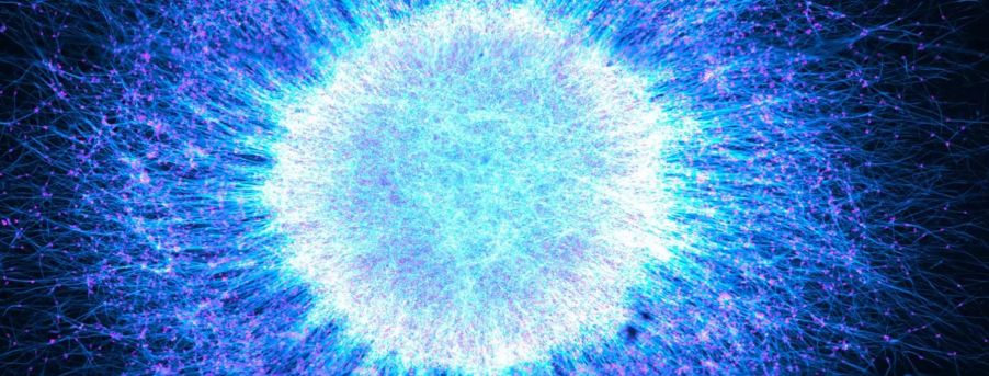 Evident Image of the Year Award 2025: Global Winner. Induced pluripotent stem cell-derived neurospheres captured by Katie Holden, United Kingdom.