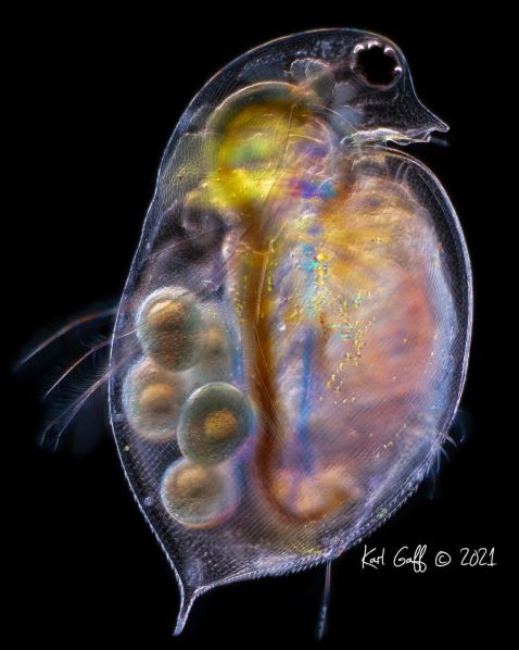 显微镜下的大型水蚤
