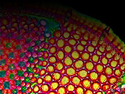 Bioscapes Caption 05
