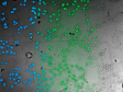 TruAI Based on Deep-Learning Technology for Highly Robust Label-Free Nucleus Detection and Segmentation in Microwell Plates