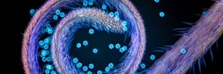 Evident Image of the Year Award 2025: EMEA Winner. Stigma of chicory with pollen grains by Gerd Günther, Germany.