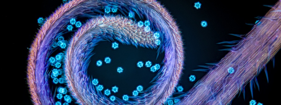 Evident Image of the Year Award 2025: EMEA Winner. Stigma of chicory with pollen grains by Gerd Günther, Germany.