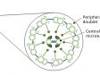 Revealing the Regulatory Mechanisms for the Proper Assembly of Motile Multicilia Using High-Speed Live-Cell Imaging