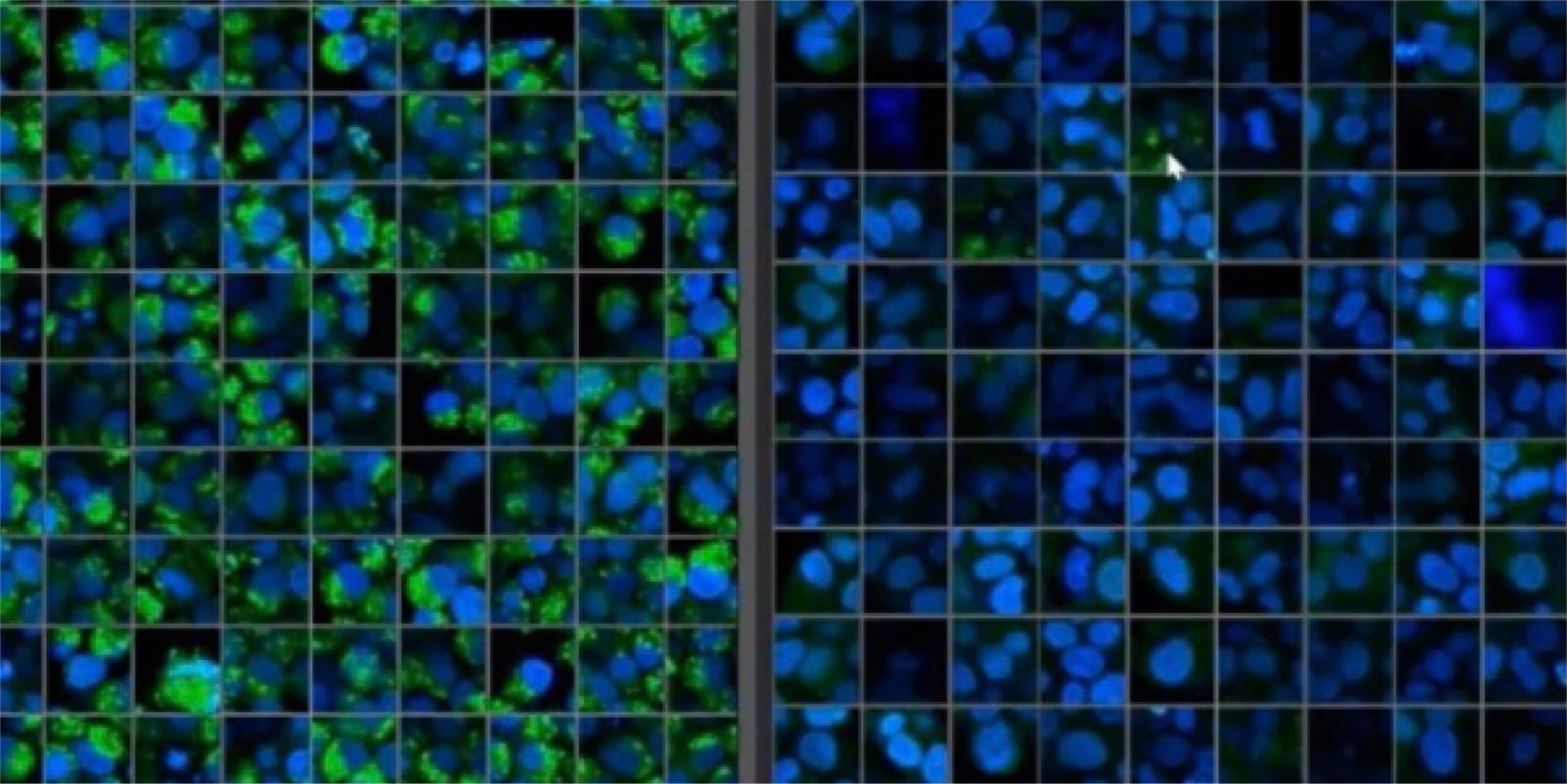 NoviSight™ Demonstration: 3D Image Analysis and Statistical Software for Organoids and Spheroids