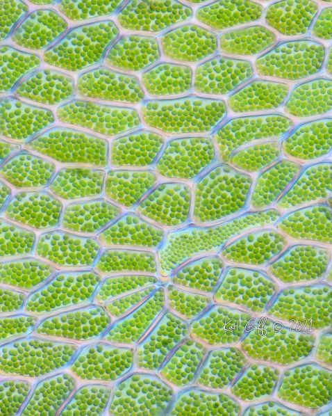 充满叶绿体的多角形苔藓细胞