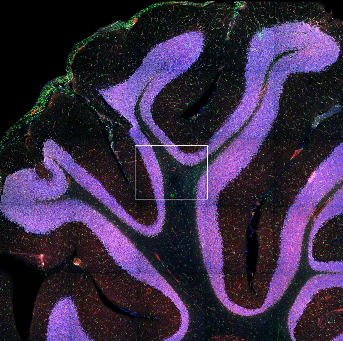 マクロ画像の取得も簡単