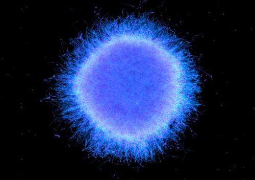The stunning image showcases induced pluripotent stem cell-derived neurospheres consisting of neuronal cells, which self-organize into structures resembling the layered architecture of the human brain