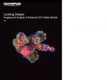 Looking Deeper: Imaging and Analysis of Advanced 3D Cellular Models