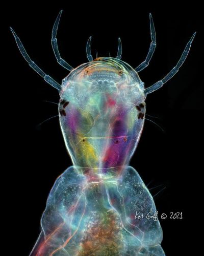 显微镜下的甲虫