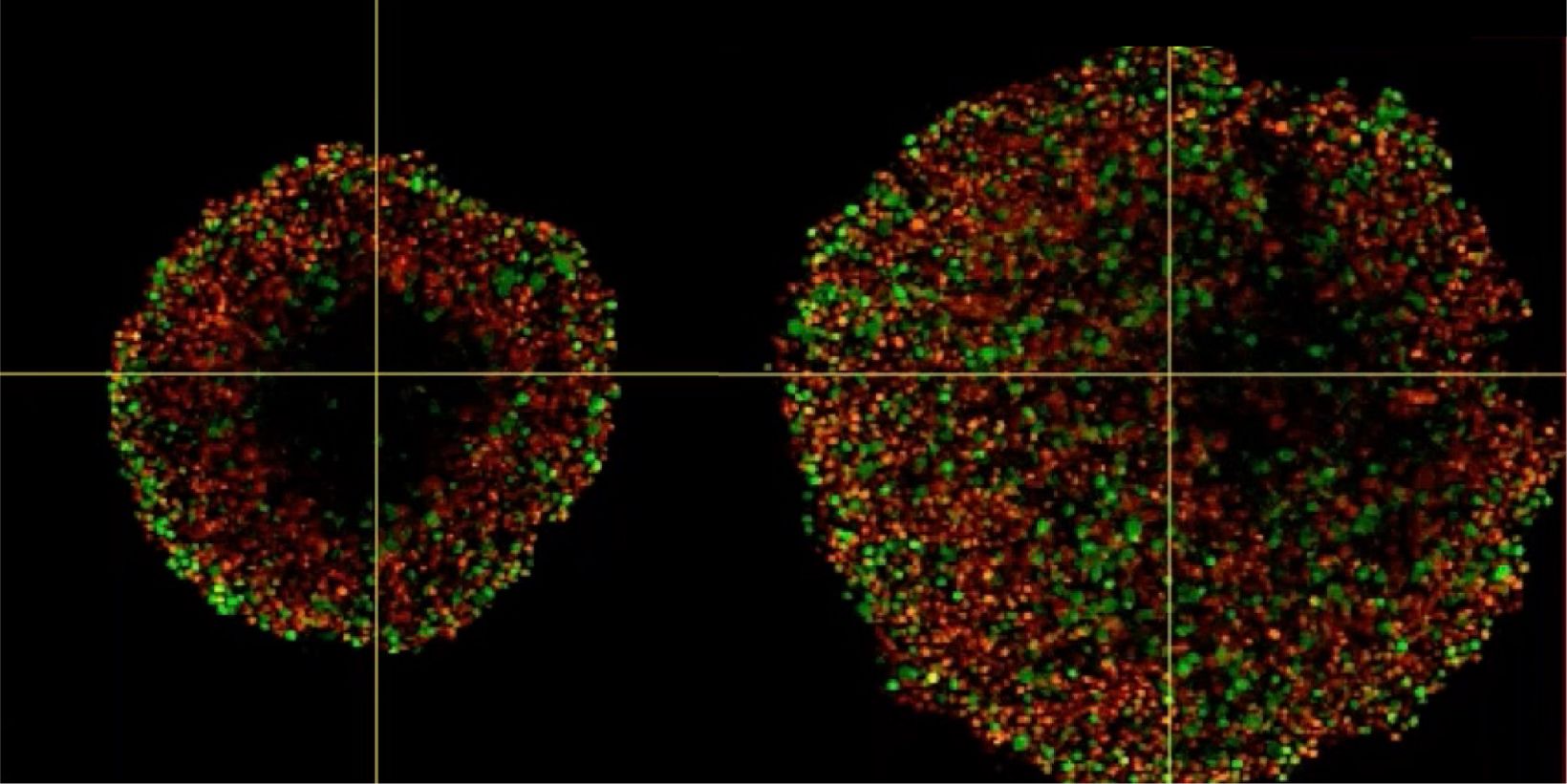 Investigating Spheroid Architecture Using the FV3000 Confocal Microscope