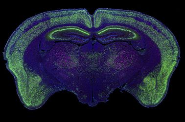 Evolution of Scientific Digital Imaging Technologies and their Applications