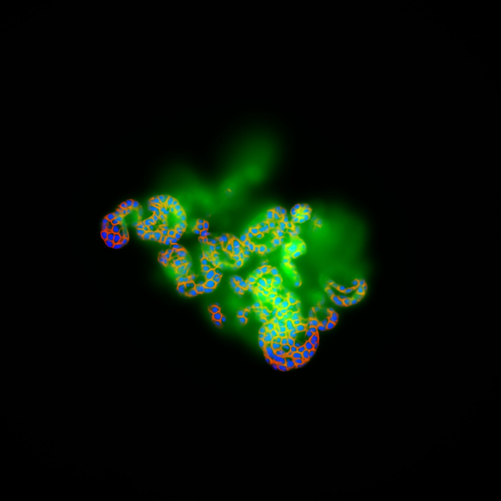 TruAI prediction of the position of cells in an organoid across Z based in the widefield fluorescence signal