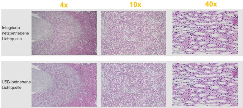 Mit dem CX23 Mikroskop erstellte Bilder unter Verwendung einer netzbetriebenen Lichtquelle und einer akkubetriebenen USB-Lichtquelle im Vergleich