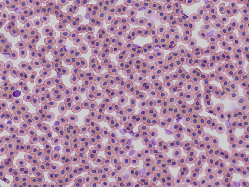 非洲爪蟾血细胞的应用图像