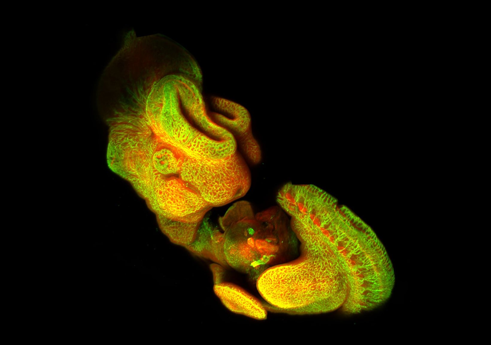 Whole mouse embryo cleared with Ethyl cinnamate, labeled with Alexa Fluor 405, 488, and 568.