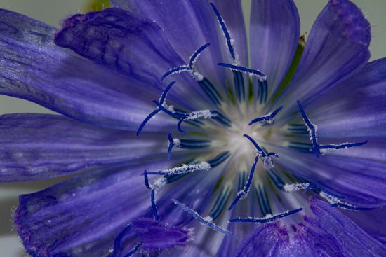 Macro image of a chicory plant bloom from Gerd's garden. Captured by Gerd Günther.