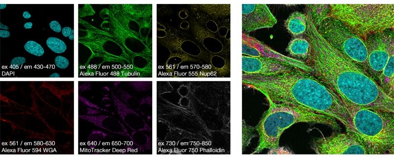 Figure 19. A simultaneous six-color image captured using the SilVIR detector and TruSpectral technology. Simultaneous multicolor imaging from visible to the near-infrared is possible.