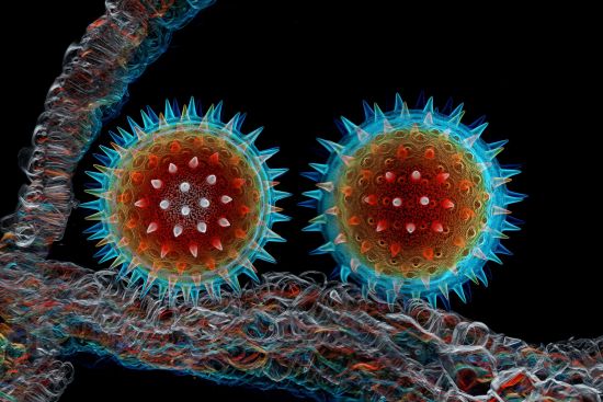 Mallow pollen from the same specimen batch as the winning image for the Americas. Captured by Igor Siwanowicz.