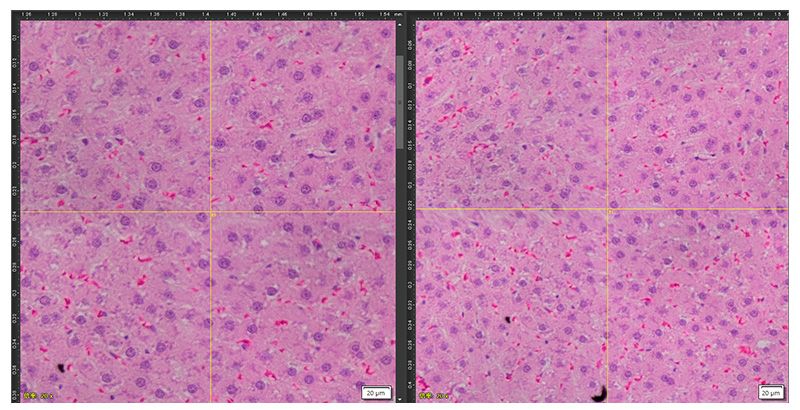 Magnification correction enabled and disabled on the APEXVIEW APX100 benchtop fluorescence microscope.