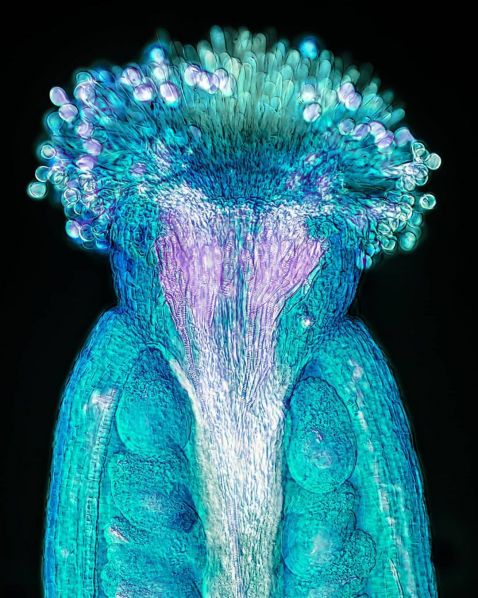 显微镜下的拟南芥雌蕊
