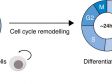 Monitoring Cell Cycle Dynamics During Stem Cell Differentiation Using the scanR System’s TruAI™ Deep-Learning Technology