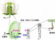 硅油浸没物镜在植物合子胚胎发生长期活细胞成像中的应用