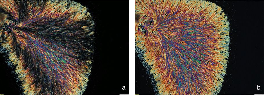 Vitamin C crystals imaged with linear and circular polarized microscopy