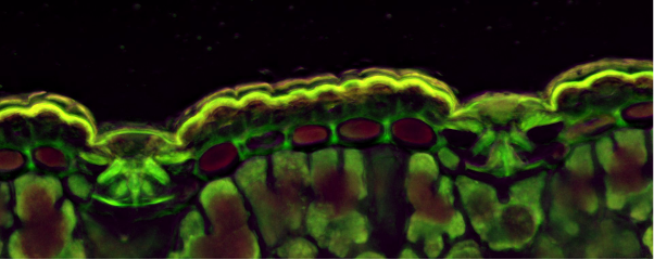 Stomata in a pine needle section captured with the SLIDEVIEW VS200 slide scanner.