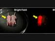 硅油物镜在小鼠胚胎发育过程中长时间3D活细胞成像中的应用