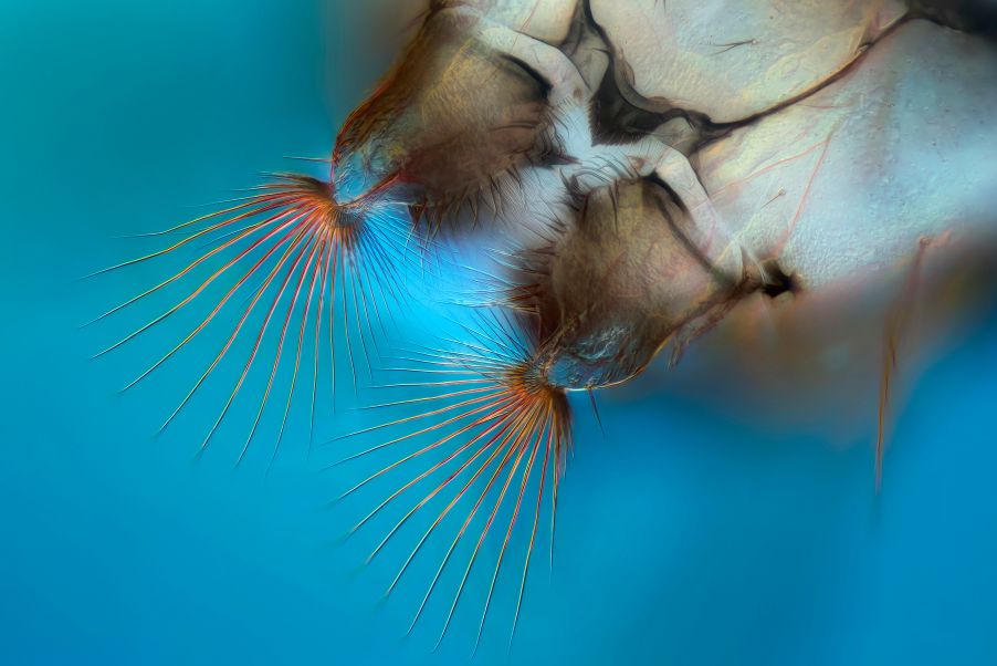 mouth brushes of a mosquito larva