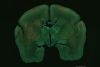 使用FLUOVIEW FV3000对狨猴大脑皮层和丘脑之间神经结构进行的观察