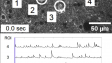 In vivo Ca2+ imaging in mouse cortical neurons using jRGECO1a