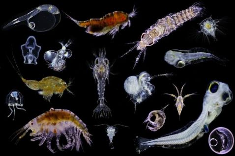 显微镜下的浮游动物排列