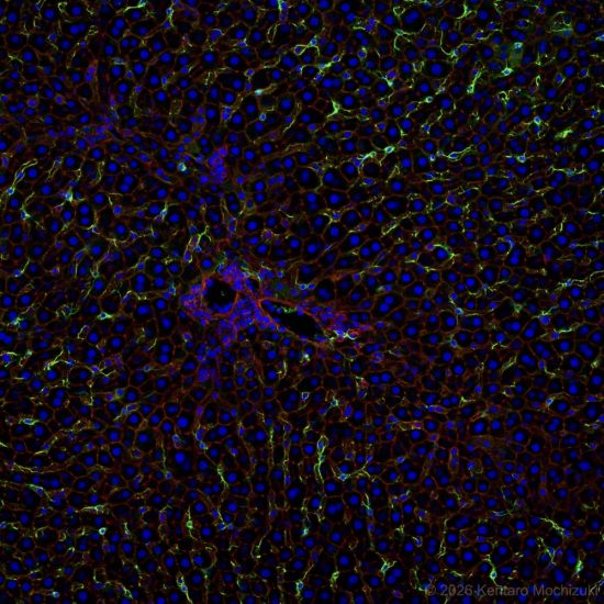 Fluorescent immunostaining image of a rat liver captured using an Evident FV1000 confocal microscope.