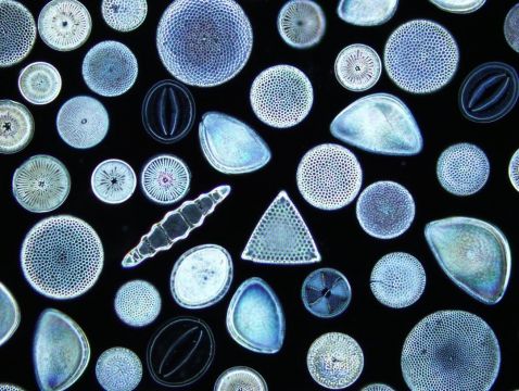 在显微镜下看到的硅藻