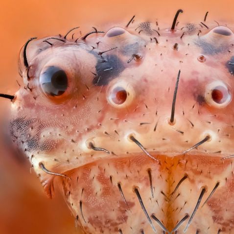 crab spider face