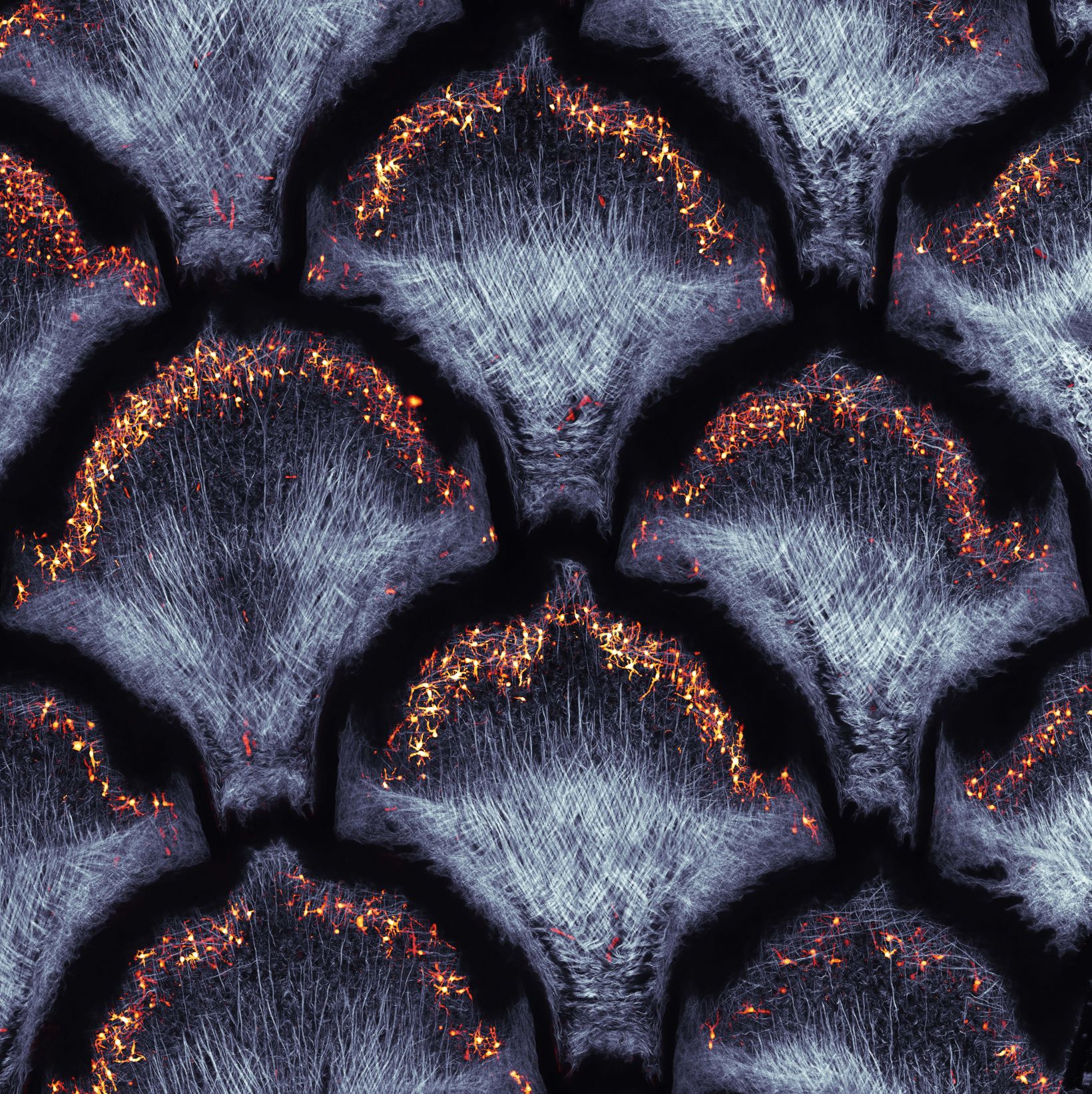 collagen fibers and dermal pigment cells of snakeskin