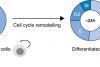 Monitoring Cell Cycle Dynamics During Stem Cell Differentiation Using the scanR System’s TruAI™ Deep-Learning Technology