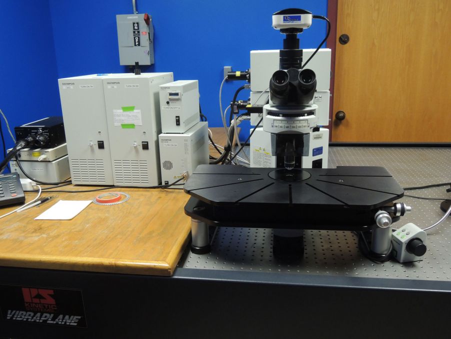 用于生物膜研究的激光扫描共聚焦显微镜