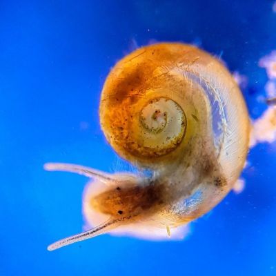 显微镜下的淡水蜗牛