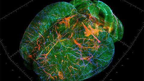 Light Sheet Microscopy for Deeper Insight into Life