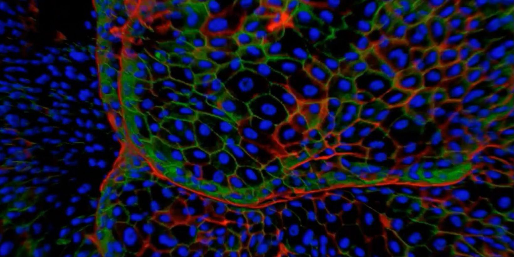 Advances in 3D Optical Imaging Technologies: An Overview