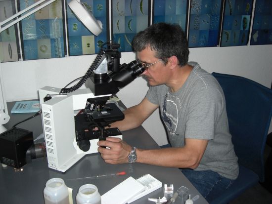 Gerd Günther uses an Evident BX51 upright microscope and observes many pollen grains floating around. The UV excitation with the light blue fluorescence of the grain surfaces makes it easy to examine the complex structure of the pollen grains.