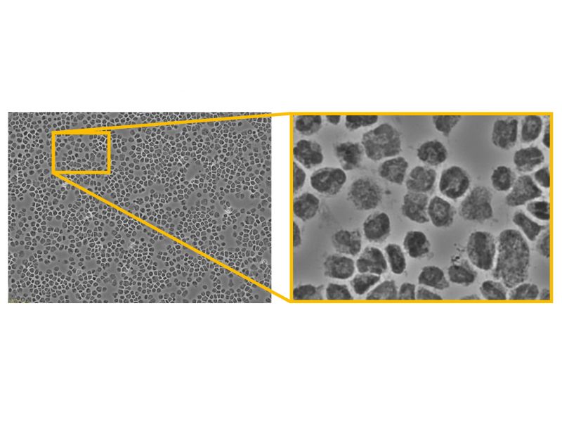 Observe multiple cells at once