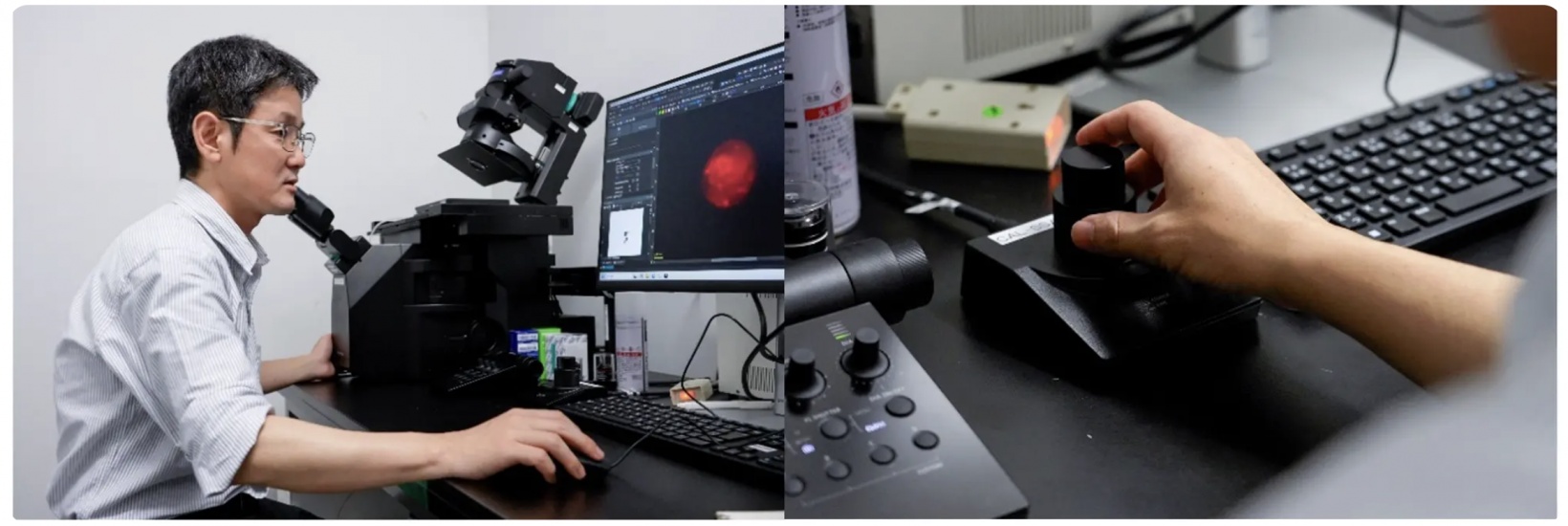 Dr. Kazuhiro Aoki uses the IXplore IX85 inverted microscope to explore the mechanisms of cell fate decision.