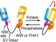 Application of the Z-Drift Compensation System IX-ZDC to multidimensional cell-based assay at the single cell level