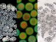 漂亮的花粉―我们2023年10月受欢迎的显微镜图像