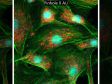 Reliable Quantitative Confocal Fluorescence Imaging  using the Microscope Performance Monitor